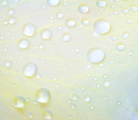 macro water drop on white rose surface