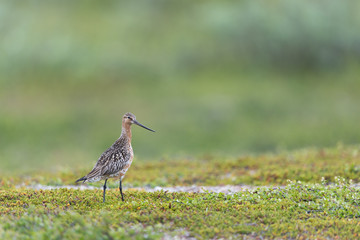 Pfuhlschnepfe, Bar-tailed Godwit, Limosa lapponica