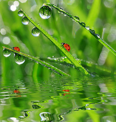 Fresh morning dew on a spring grass and little ladybug