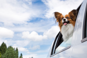 Papillon dog traveling in car