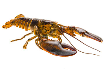 Raw lobster