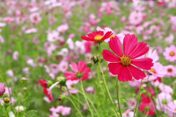 Cosmos pink flower in garden