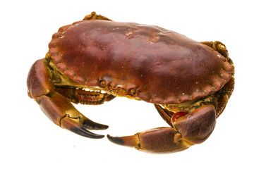 Raw crab