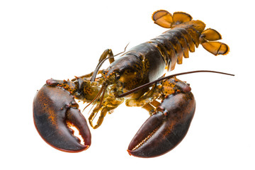 Raw lobster