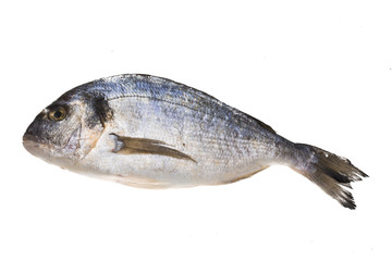Fresh raw dorada