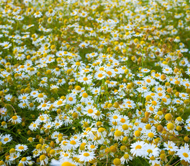 blooming fresh field of camomiles, background