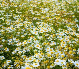 Papier Peint photo Autocollant Marguerites blooming fresh field of camomiles, background