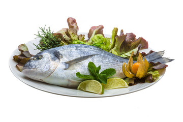 Fresh raw dorada