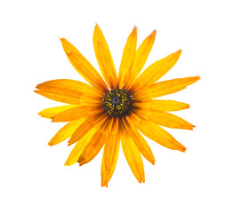 single fresh echinacea flower, closeup - obrazy, fototapety, plakaty