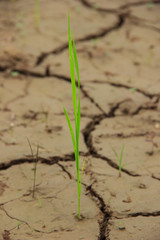 Rice on cracked dried land