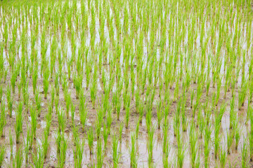 rice growing in the rice field