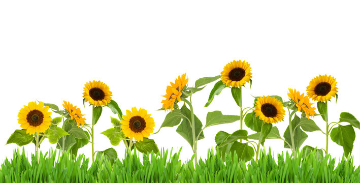bight sunflower border