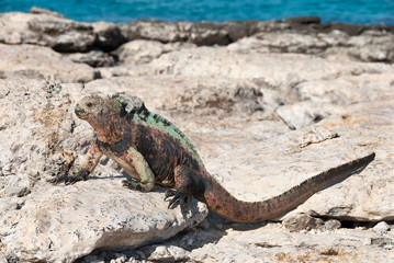 Galapagos marine iguana in sunshine