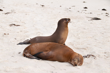 Obraz premium Two resting Galapagos Sea-Lions