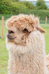 Single alpaca showing its thick fleece