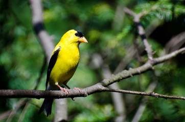 Fototapeta premium Male American Goldfinch Perched on a Branch