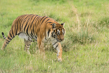 Fototapeta na wymiar Tygrys bengalski walking