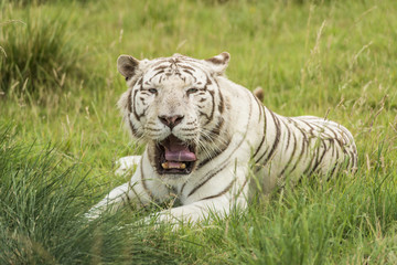 Fototapeta na wymiar White bengal tiger