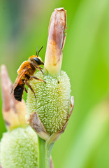 Bees on  flower close up