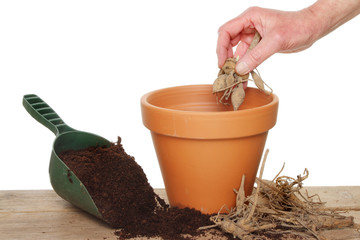 Planting a dahlia