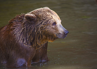 Fototapeta premium Bear cub