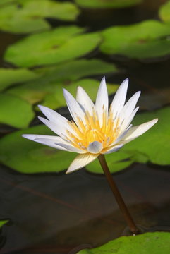 Fototapeta lotus