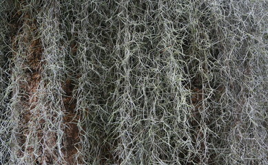 Plant background, Spanish Moss