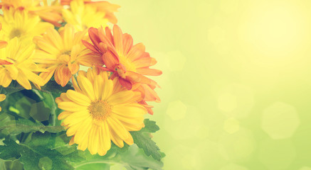 Chrysanthemum floral background