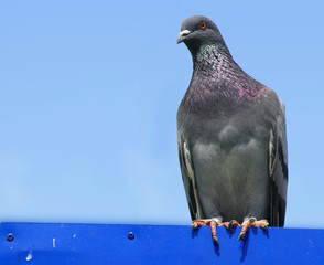A common pigeon