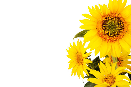 bouquet of sunflowers on the right  isolated on white background