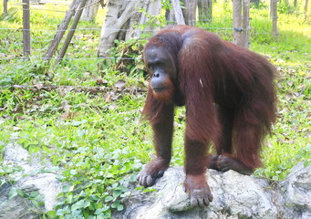 Obraz premium a orangutan in forest