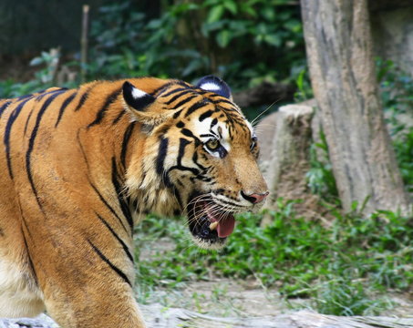 Asia tiger