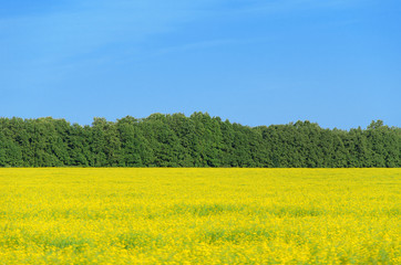 Big colza field in summer day