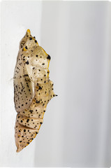 Obraz premium Chrysalis of a Large White Butterfly (Pieris brassicae, UK