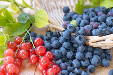 Frische Johannisbeeren und Heidelbeeren