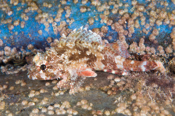 Camouflaged scorpionfish, Scorpaena porcus