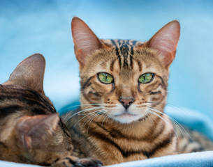 Bengal Cats in blue Blanket