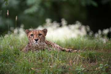 Gepard