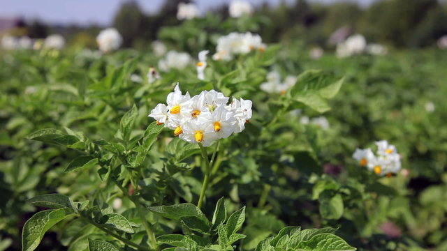 Potato flower on the field close-up
