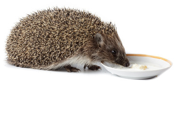 Erinaceus europaeus, western European Hedgehog.