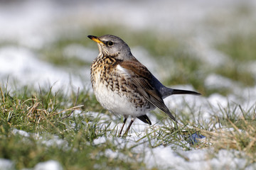 Fieldfare, Turdus pilaris