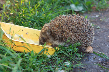 Erinaceus europaeus, western European Hedgehog.