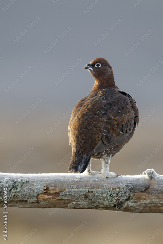 Sticker Red grouse, Lagopus lagopus scoticus