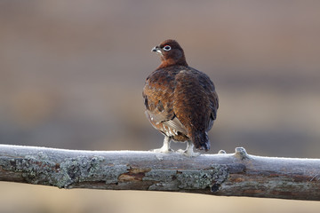 Red grouse, Lagopus lagopus scoticus