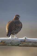 Red grouse, Lagopus lagopus scoticus