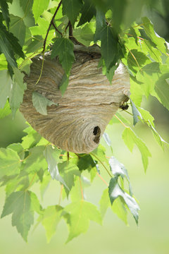 Wasp Nest In Tree