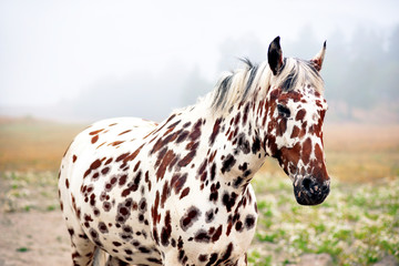 spotty horse