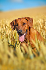 Dog in the rye wheaten field © Tatiana Katsai