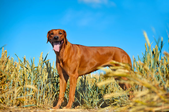 Dog in the rye wheaten field