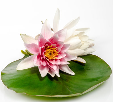 Fototapeta Rosa und weiße Seerose auf Seerosenblatt